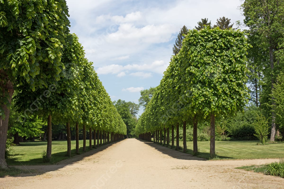 Avenue Trees